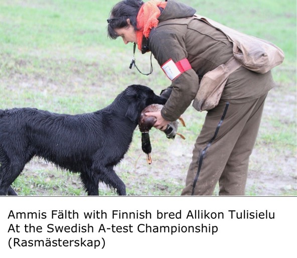 Ammis Fälth with Finnish bred Allikon Tulisielu