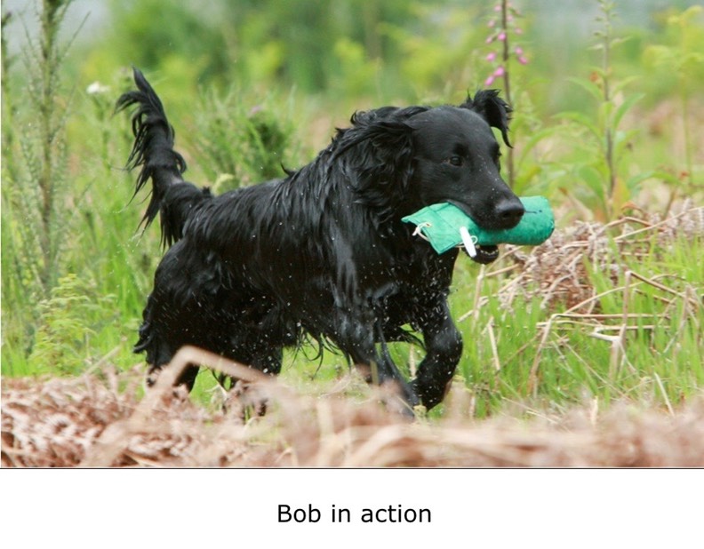 Bob in action
