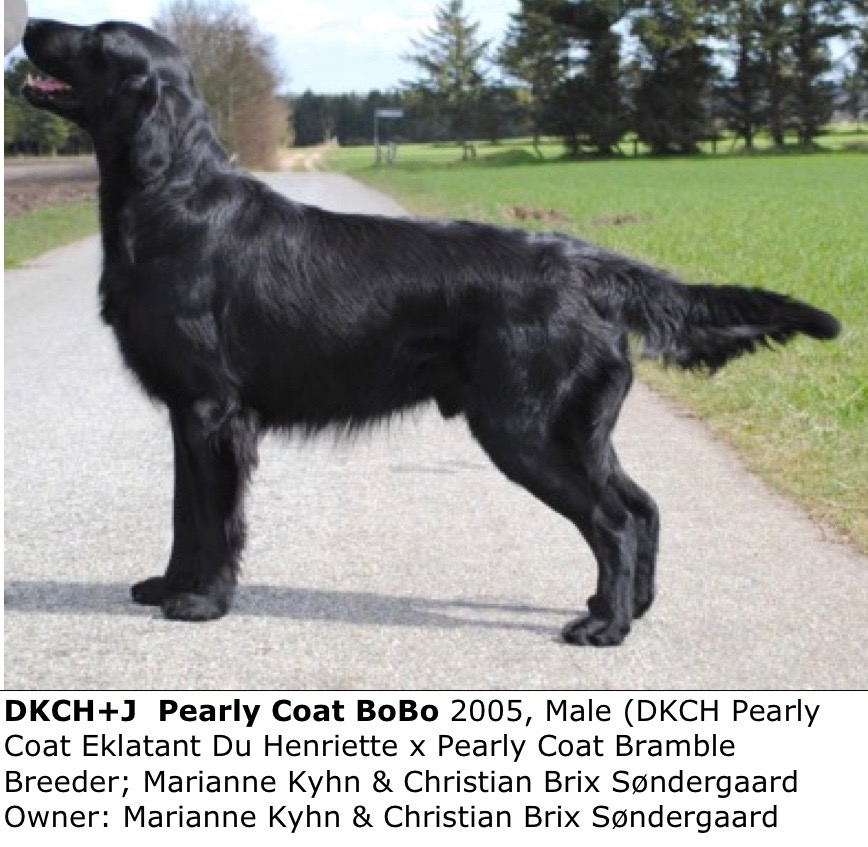 DKCH+J Pearly Coat BoBo
