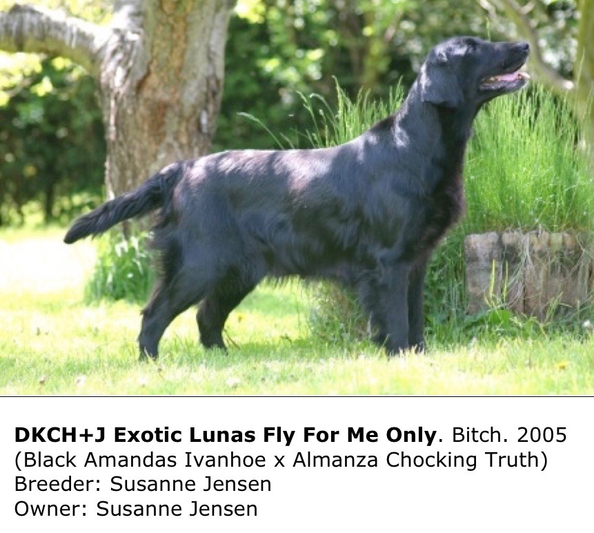DKCH+J Exotic Lunas Fly For Me Only s,T 2005
