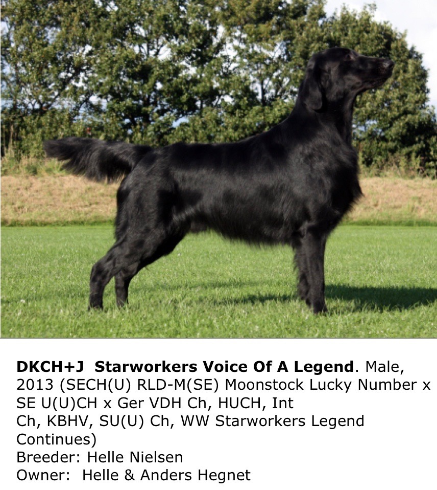 DKCH+J Starworkers Voice Of A Legend