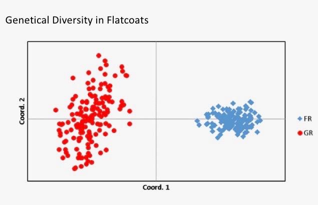 Graph showing the genetical Diversity in Flatcoats