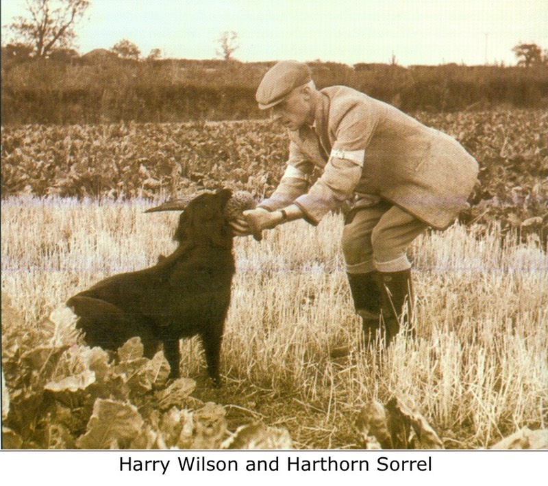 Harry Wilson and Harthorn Sorrel