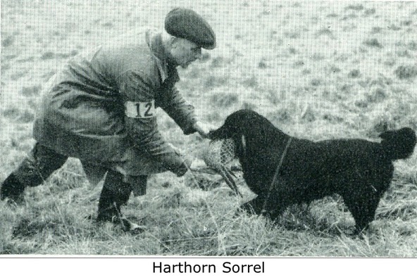 Harthorn Sorrel