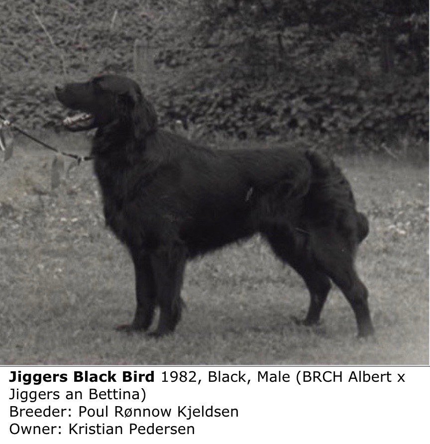 Jiggers Black Bird 1982