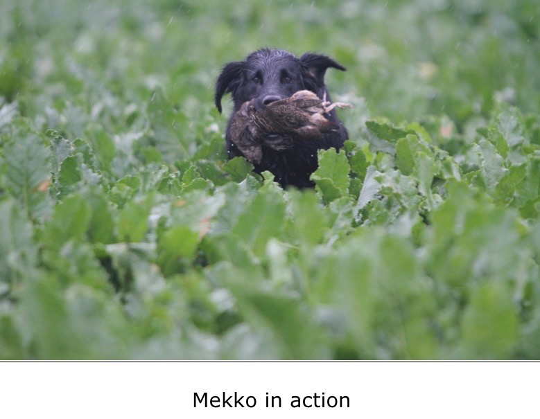 Mekko in action