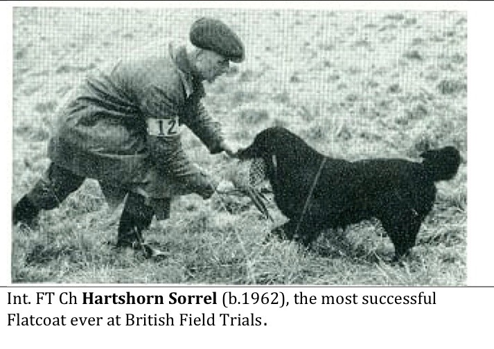 Mr and Mrs O’Neill among their dogs being major fundaments of the current Flatcoat