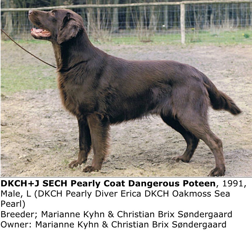 Pearly Coat Dangerous Poteen