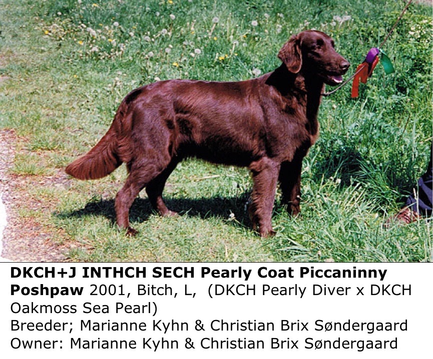 Pearly Coat Piccaninny Poshpaw 