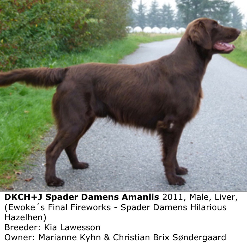 Spader Damens Amanlis