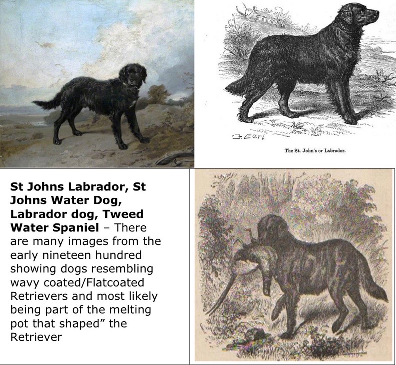 St John dog, Labrador, Tweed Water Spaniel