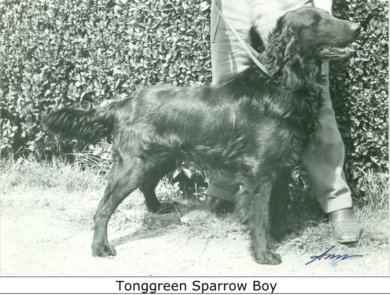 Tonggreen Sparrow Boy