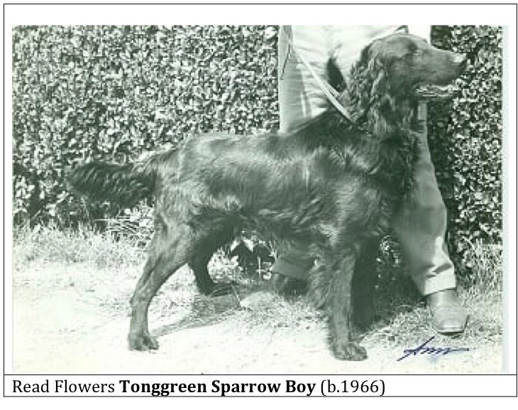 Tonggreen sparrow boy