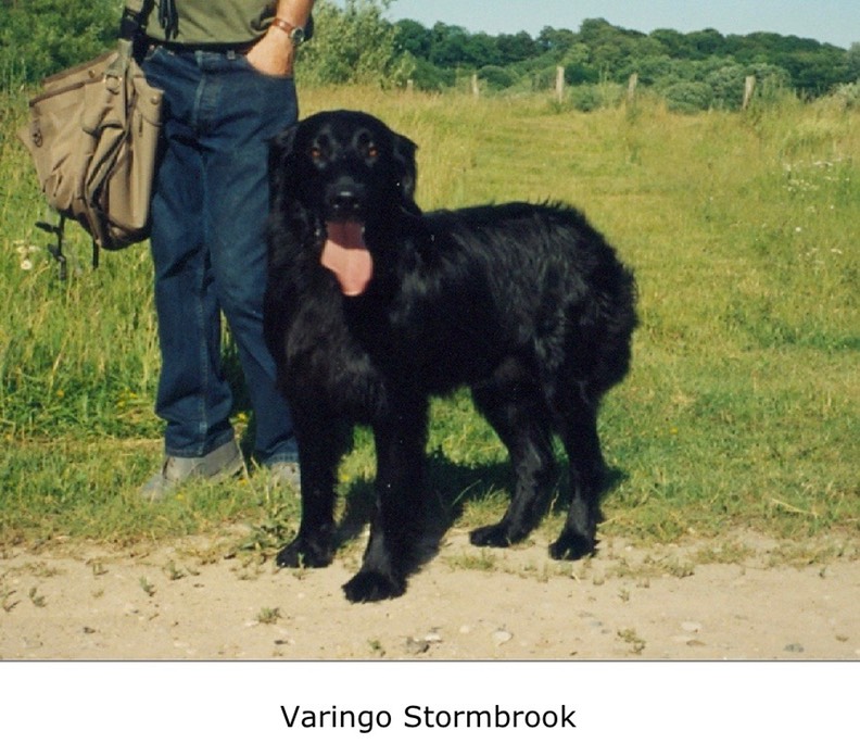 Varingo Stormbrook