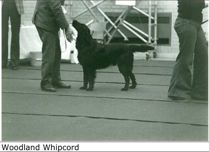 Woodland Whipcord