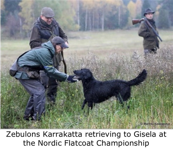 Zebulons Karrakatta retrieving to Gisela at the Nordic